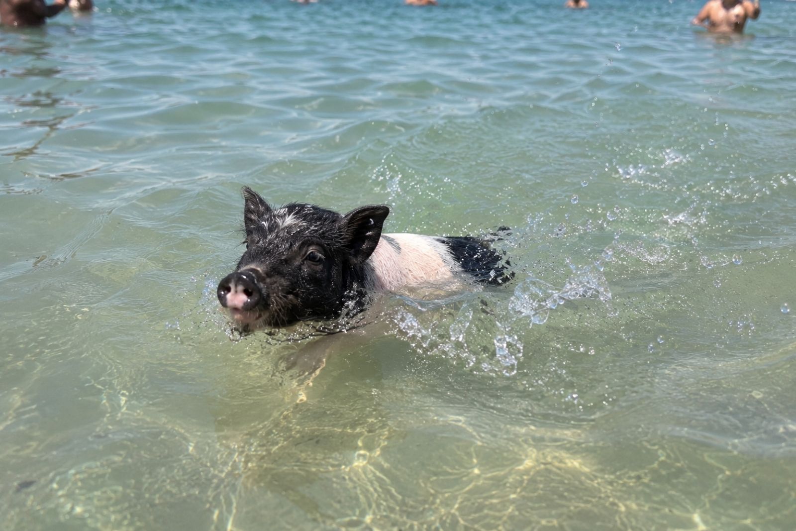 Poczó a Balatonnál
