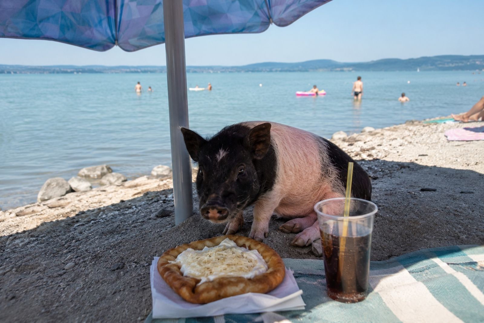 Poczó a Balatonnál