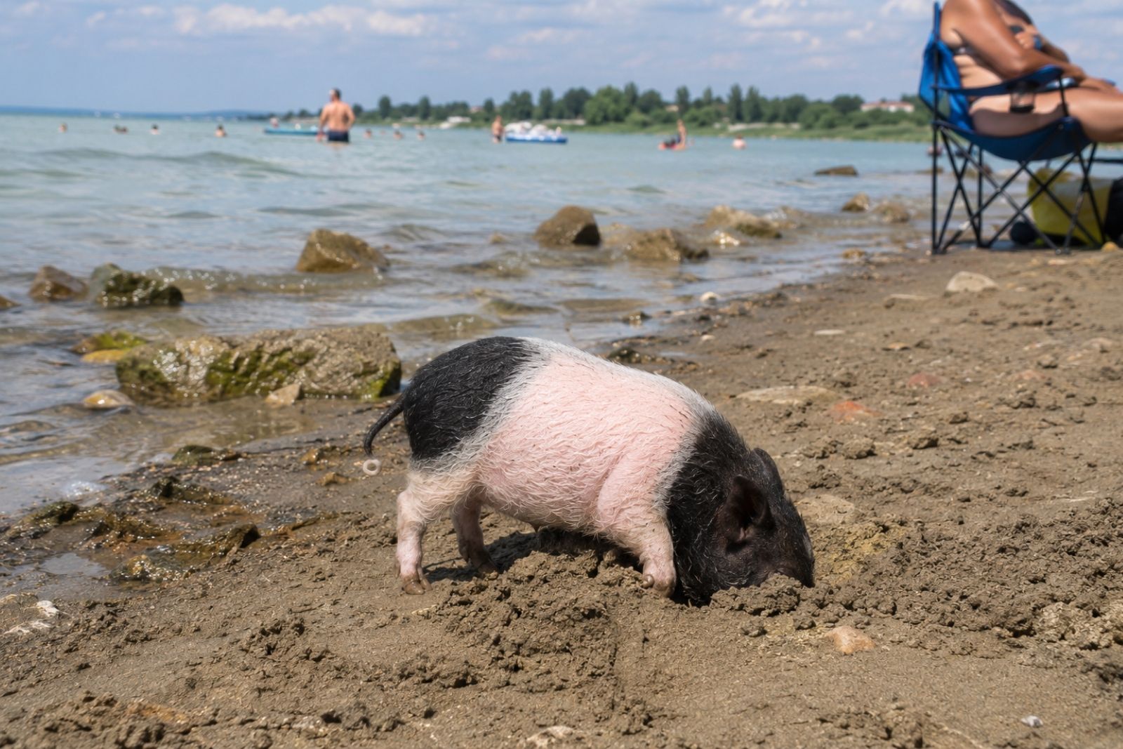 Poczó a Balatonnál